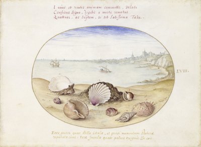 Seashells and View of Cadiz by Georg Hoefnagel